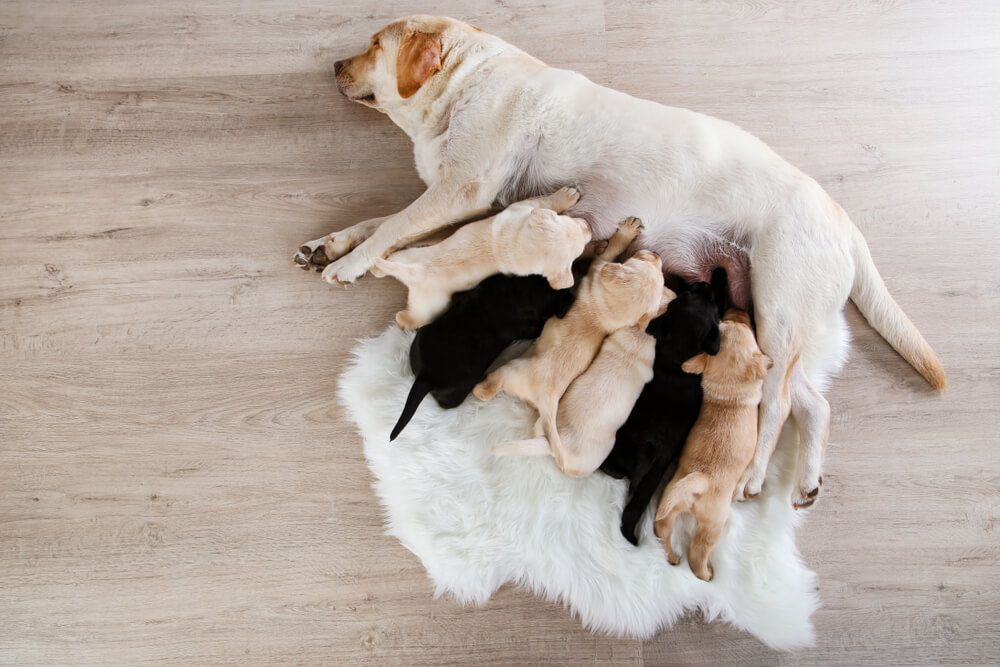 lab-mom-nurses-her-six-puppies-on-a-sheepskin-rug-on-the-floor-1