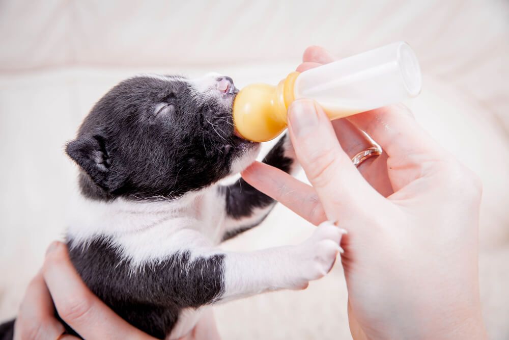 newborn-puppy-gets-hand-fed-from-a-tiny-bottle-of-milk