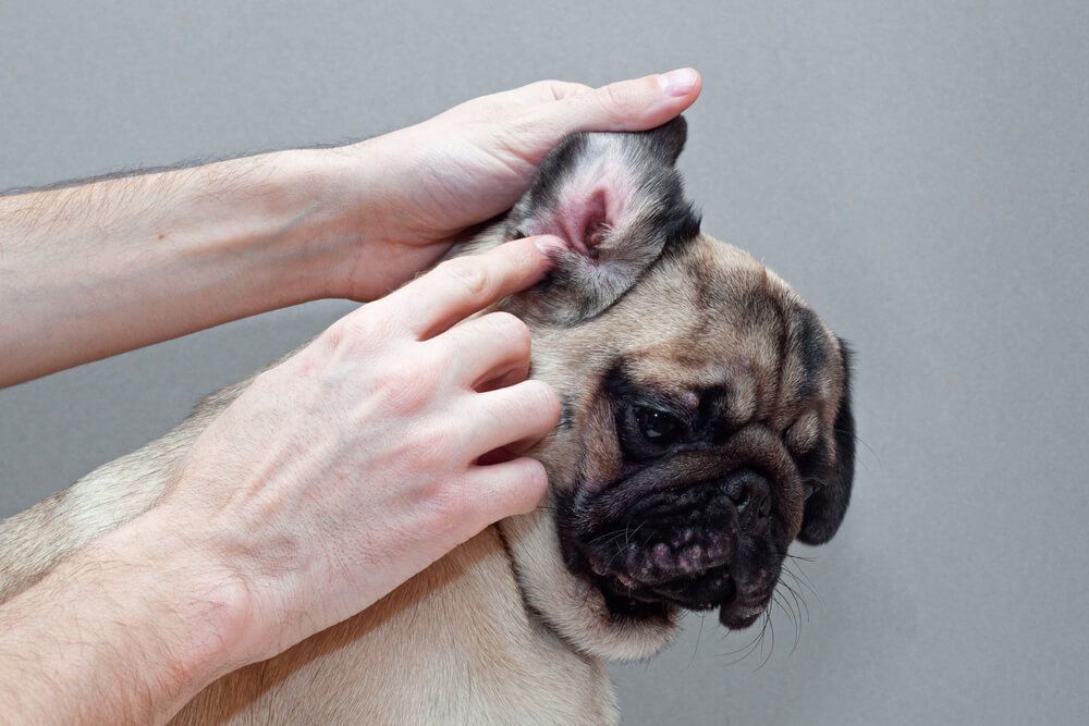 pug-gets-a-quick-ear-check-from-owner