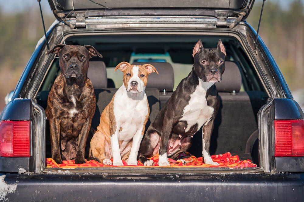 three-dogs-hang-out-in-the-trunk-of-a-car-during-a-road-trip-pit-stop