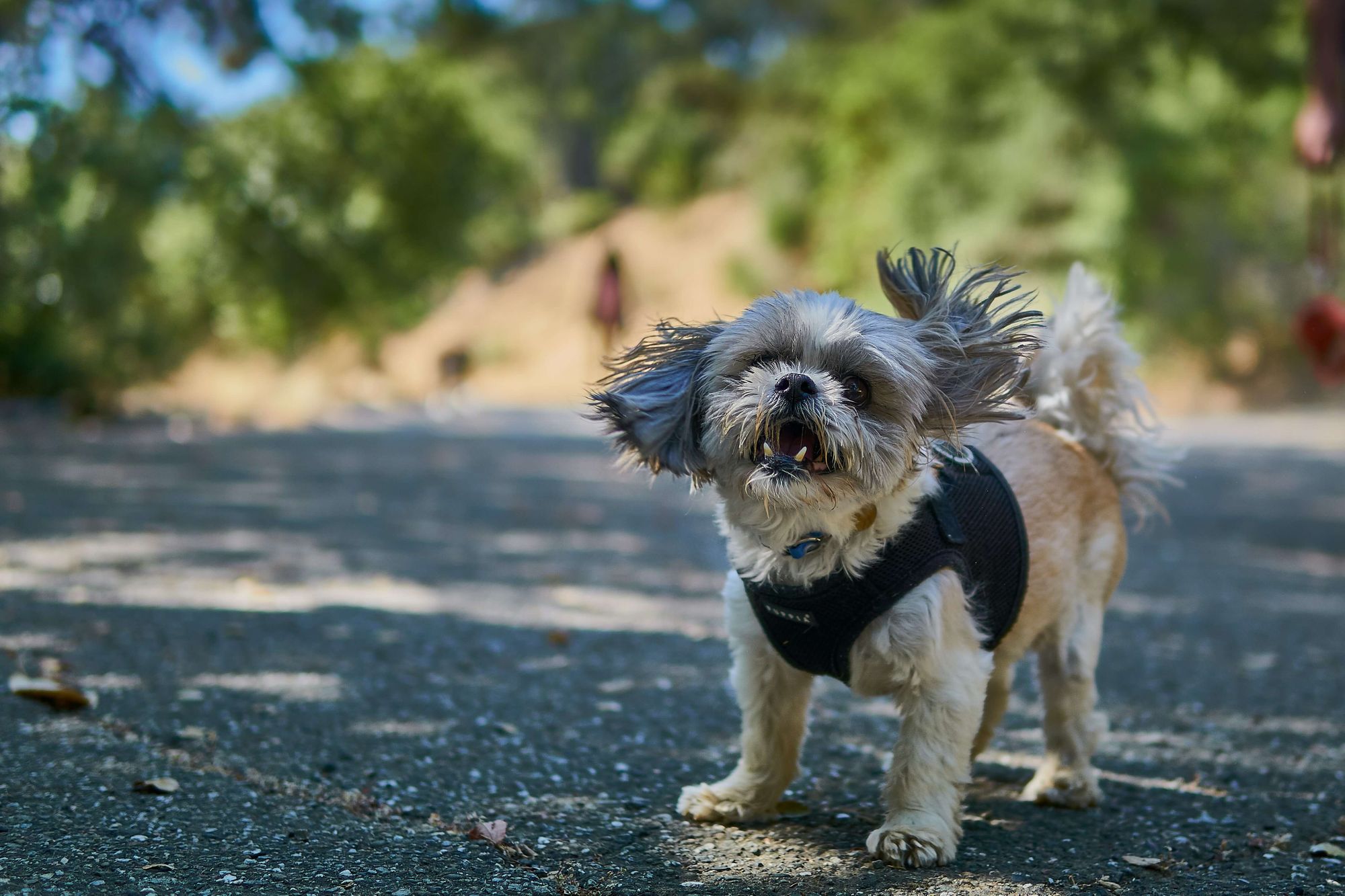 wild-eyed-Shih-Tzu-whips-head-around-in-wind