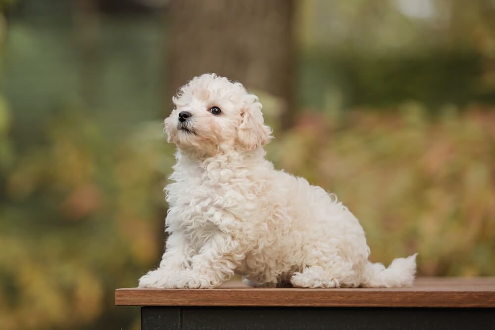 Maltipoo