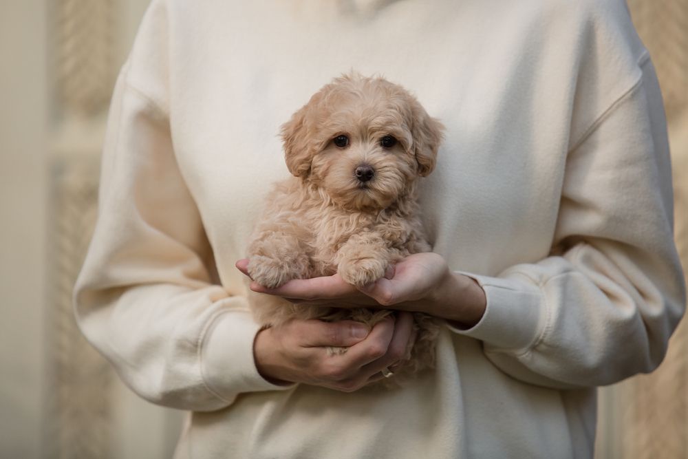Adorable Maltese Poodle Mix Maltipoo Puppy Held By Owner Wearing Cream Sweatshirt 