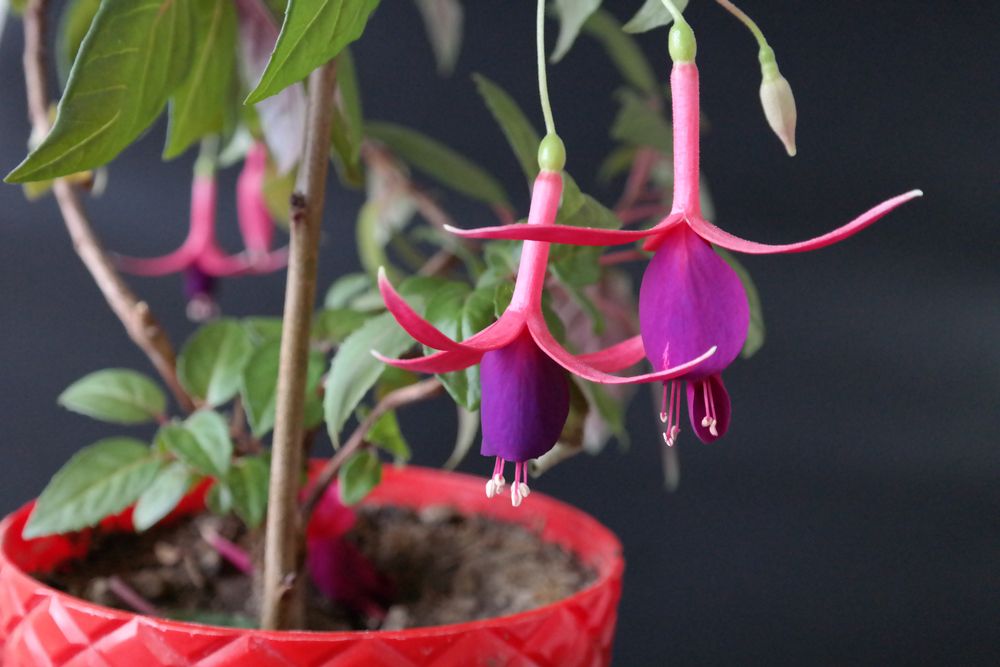 bright-fuchsia-flower-indoors-in-a-red-pot