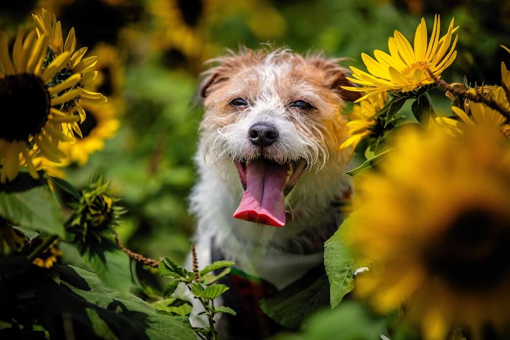 cute-dog-sits-in-a-field-of-sunflowers-with-tongue-out