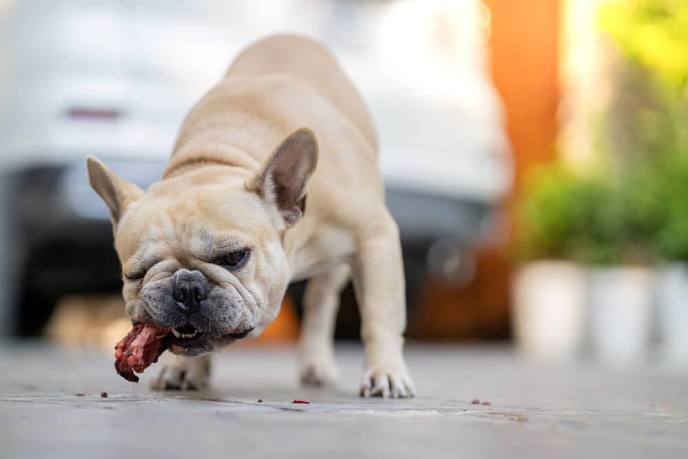 what happens if my dog eats chicken bones