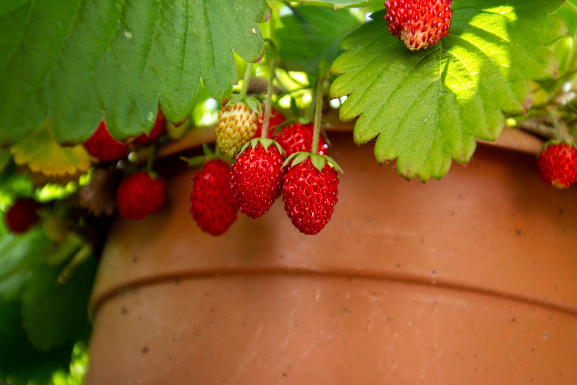 juicy-red-strawberries-growing-in-a-large-terracotta-pot