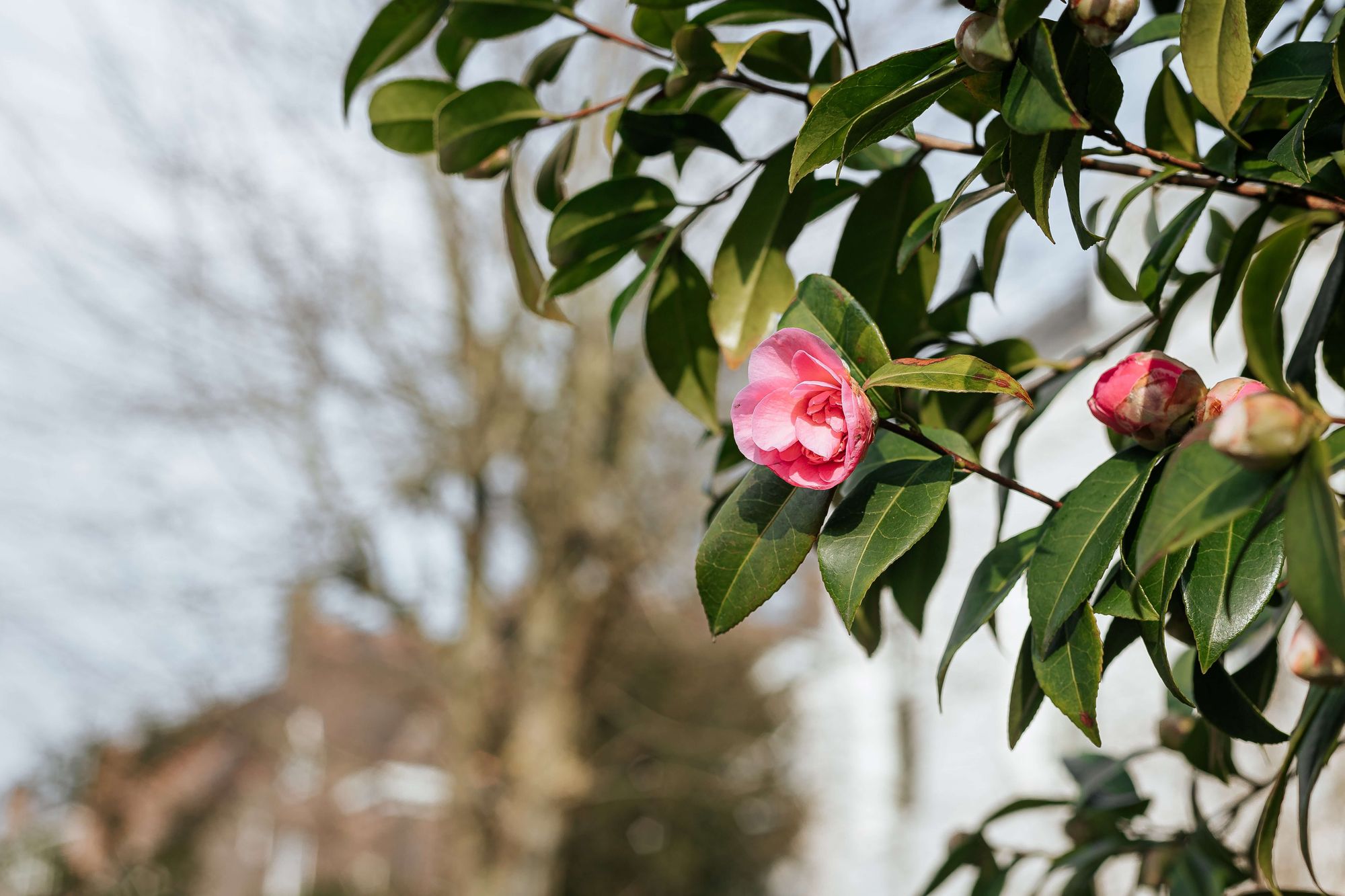 pink-camilla-flower-blossoming-on-a-tree