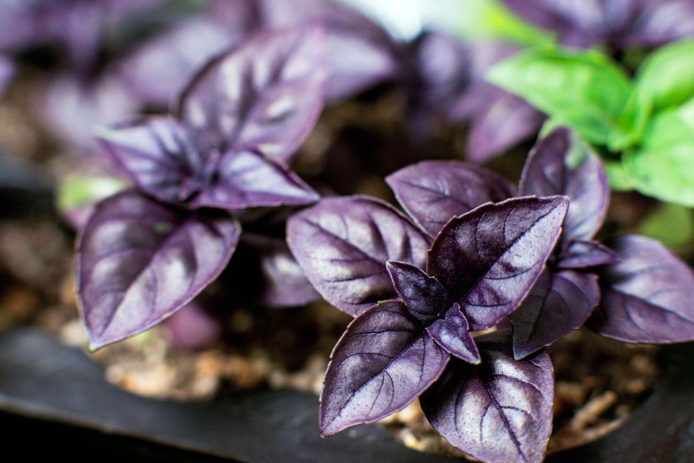 vibrant-Purple-Basil-leaves-in-a-black-planter