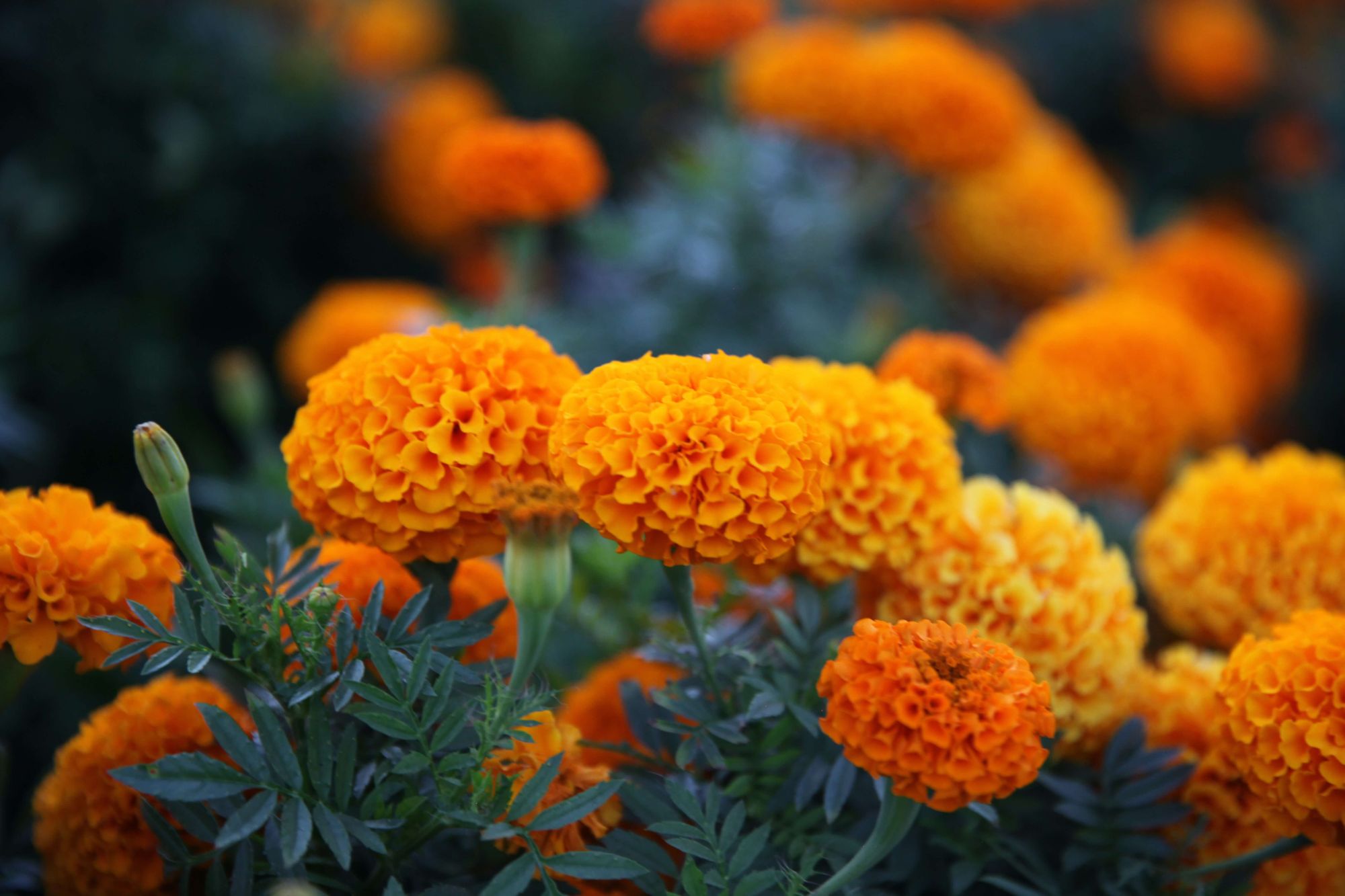 vibrant-orange-marigolds-in-moody-lighting