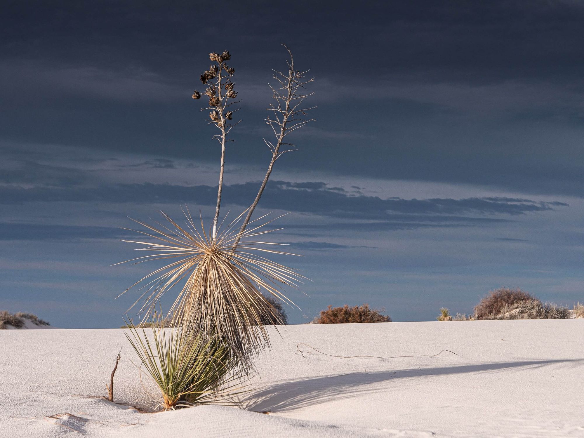 wild-grasses-in-White-Sands-National-Park-New-Mexico
