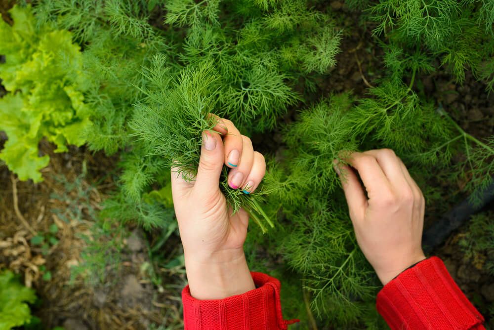 woman-with-colorful-manicure-picks-fresh-dill-from-her-garden