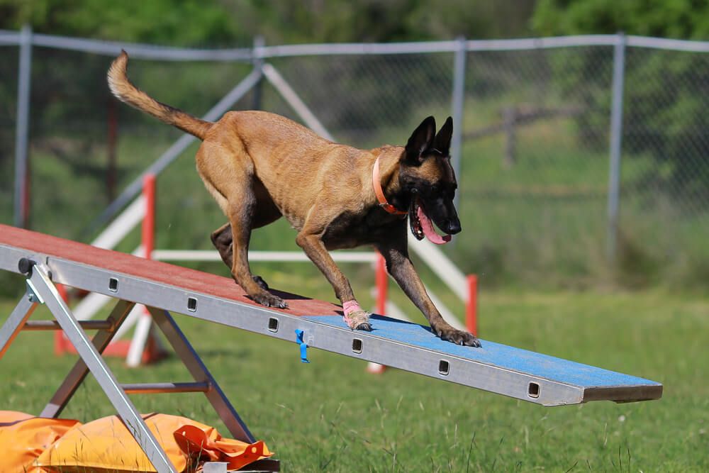 Belgian-Malinois-completes-an-outdoor-agility-course