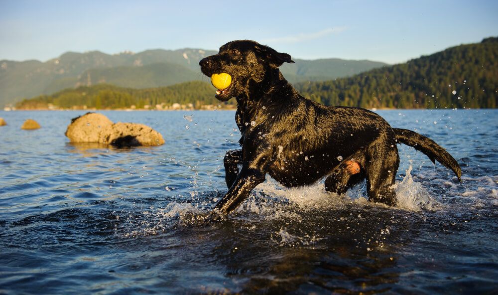 Black-Labrador-Retriever-runs-through-lake-with-yellow-toy-ball-in-his-mouth