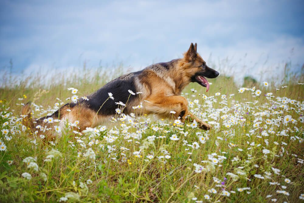 German-Shepherd-running-through-a-field-of-daisies