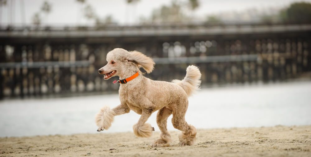 Standard-Poodle-runs-on-the-shore-of-a-manmade-beach