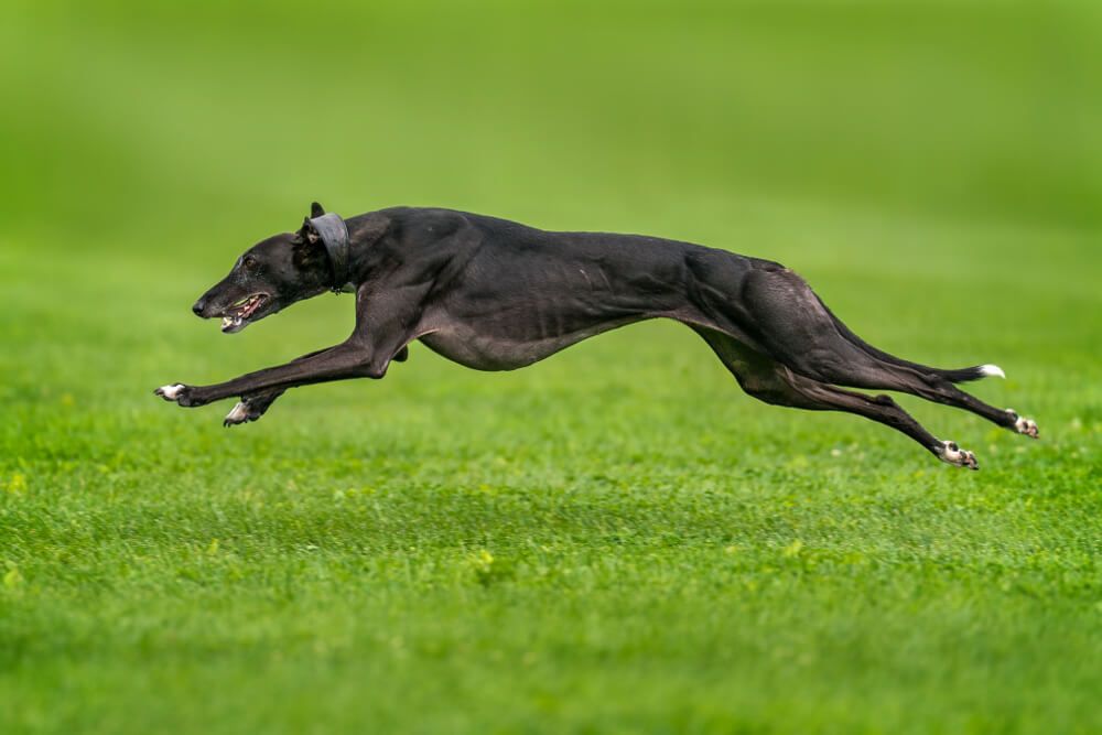 black-greyhound-leaps-and-runs-across-bright-green-grass