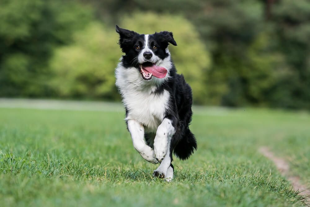 border-collie-runs-outside-in-grass-with-tongue-hanging-out