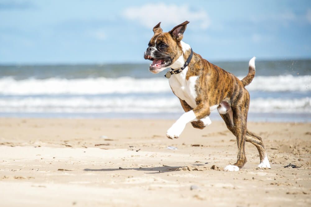 boxer-dog-runs-through-sand-on-beach