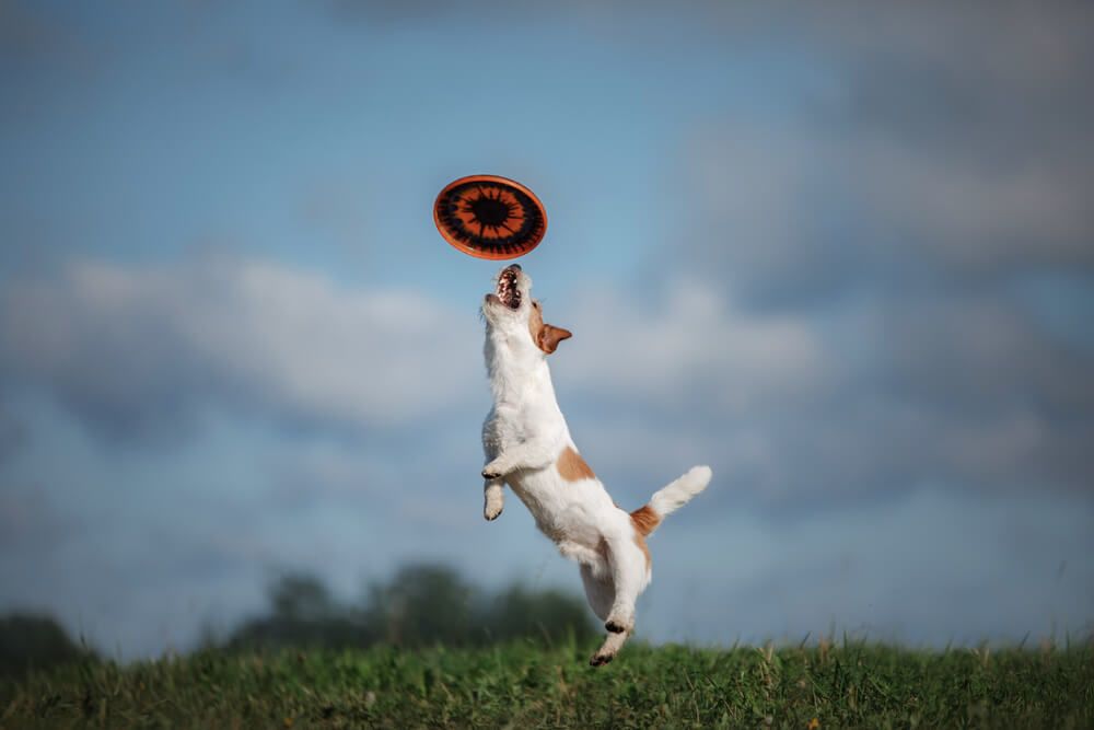 jack-russel-terrier-leaps-to-catch-a-frisbee-midair