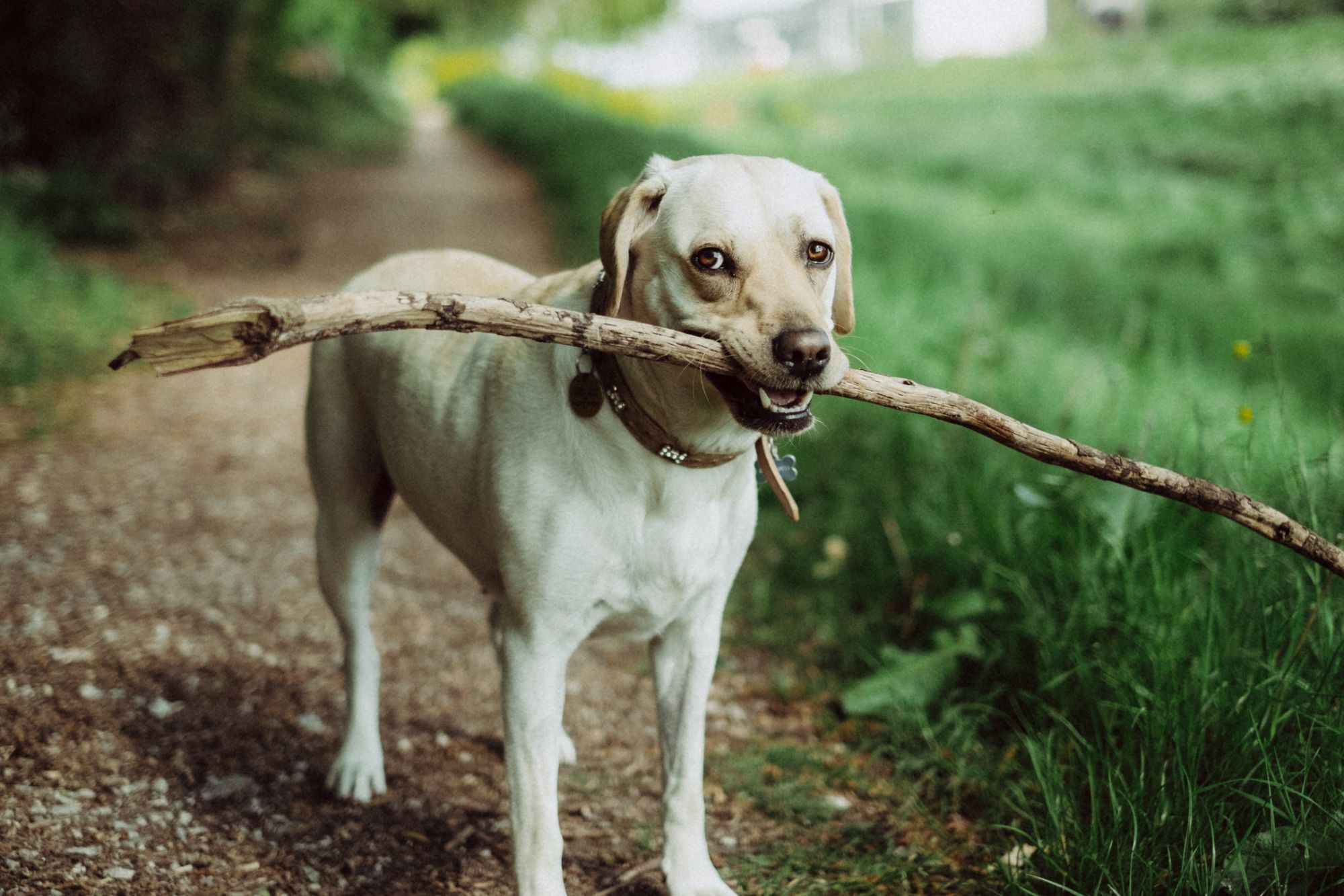 are yellow labs good family dogs