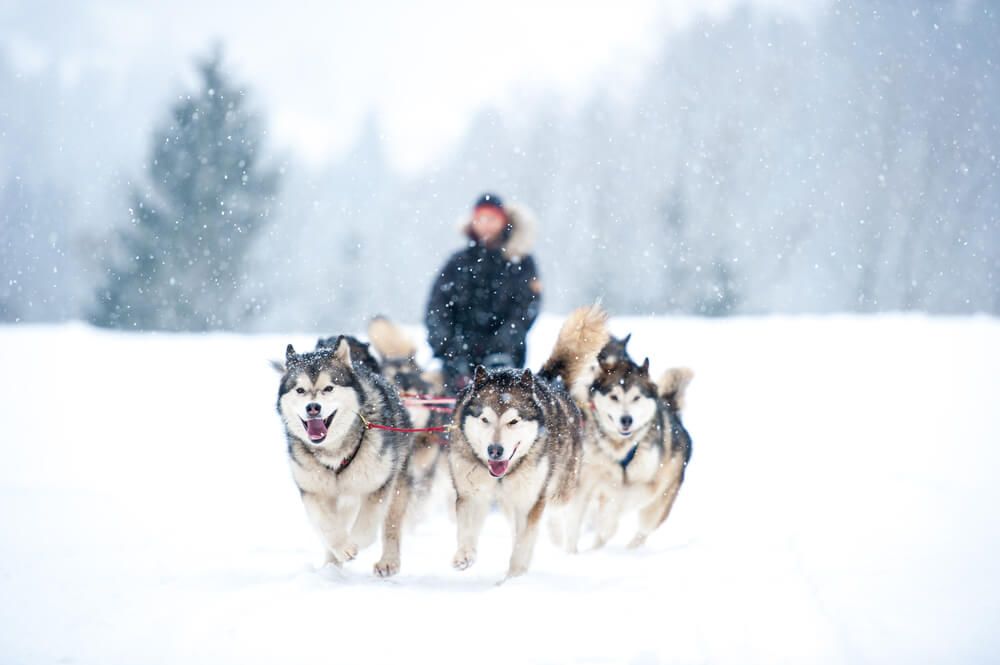 siberian-husky-sled-team-mushes-through-snow