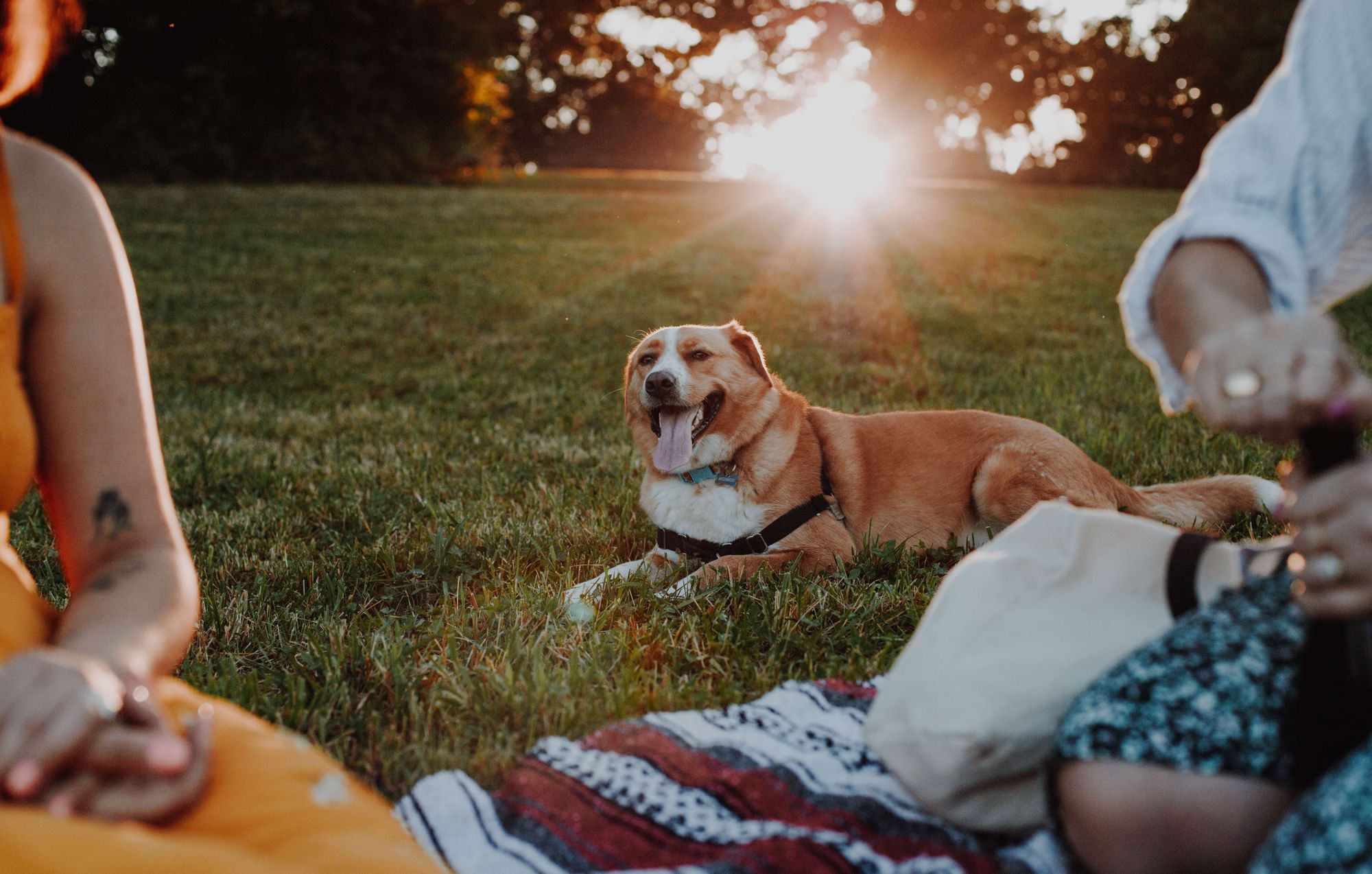 mixed-breed-dog-lounges-at-an-outdoor-picnic-in-the-late-summer-sun