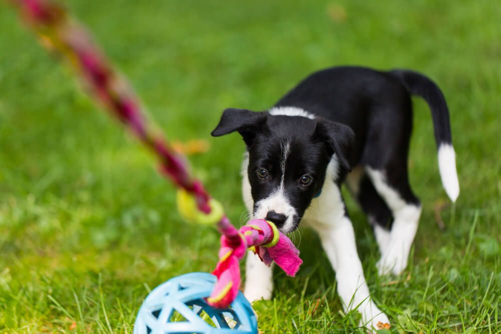 black-and-white-puppy-plays-with-toy-on-a-rope-during-puppy-kindergarten-class
