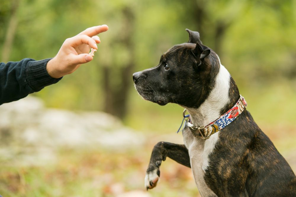 pitbull-mix-receives-a-small-treat-during-an-obedience-lesson