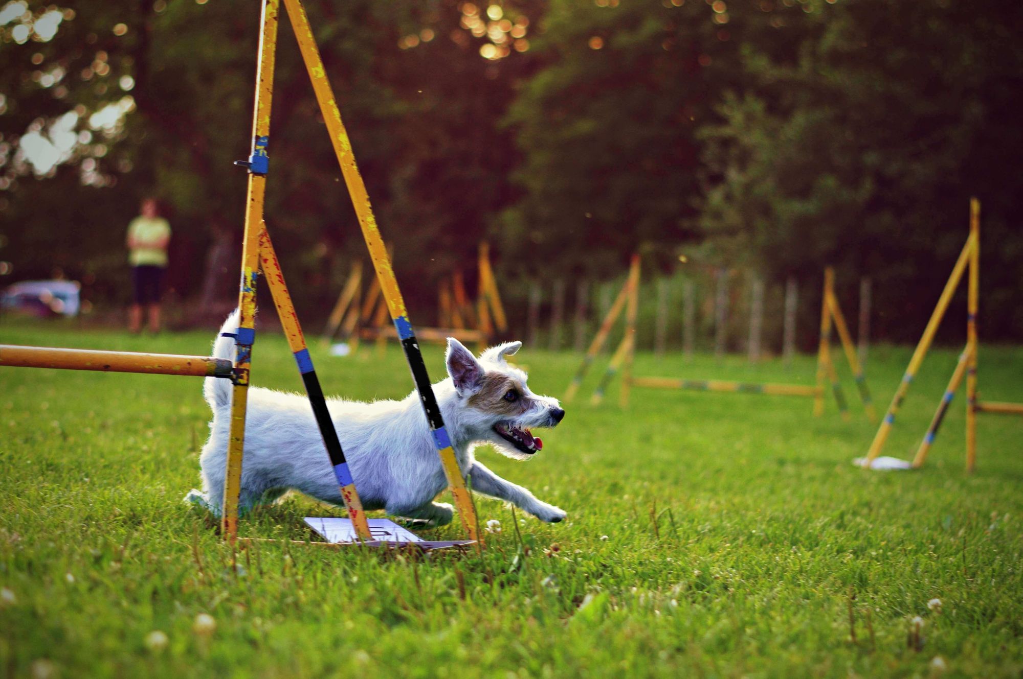 small-jack-russel-terrier-completes-course-during-agility-training-1-