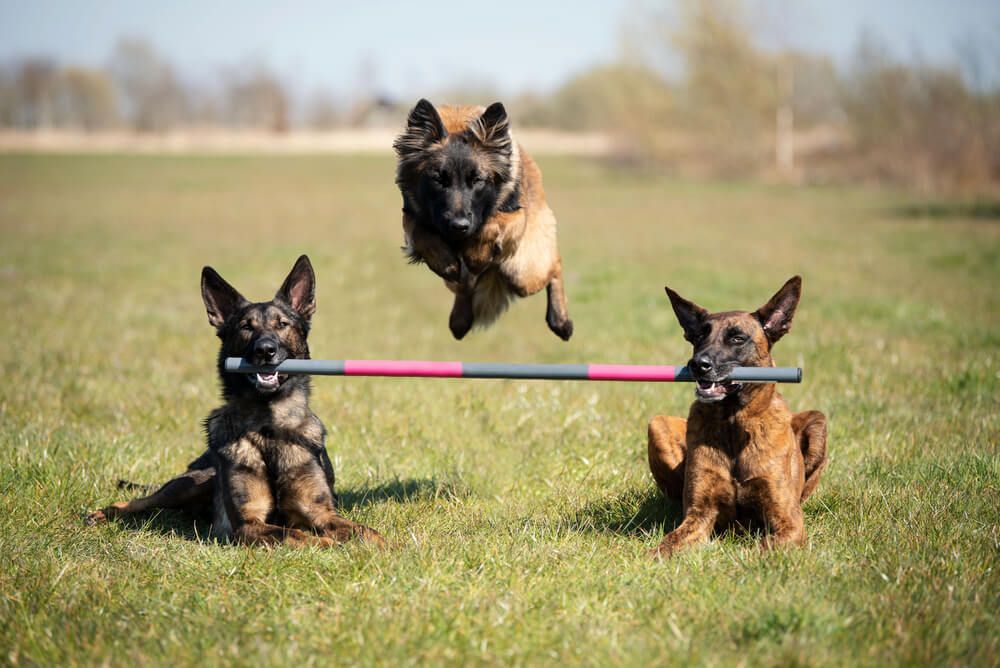 two-dutch-shepherds-hold-a-pole-in-mouths-while-a-third-dog-leaps-over-it