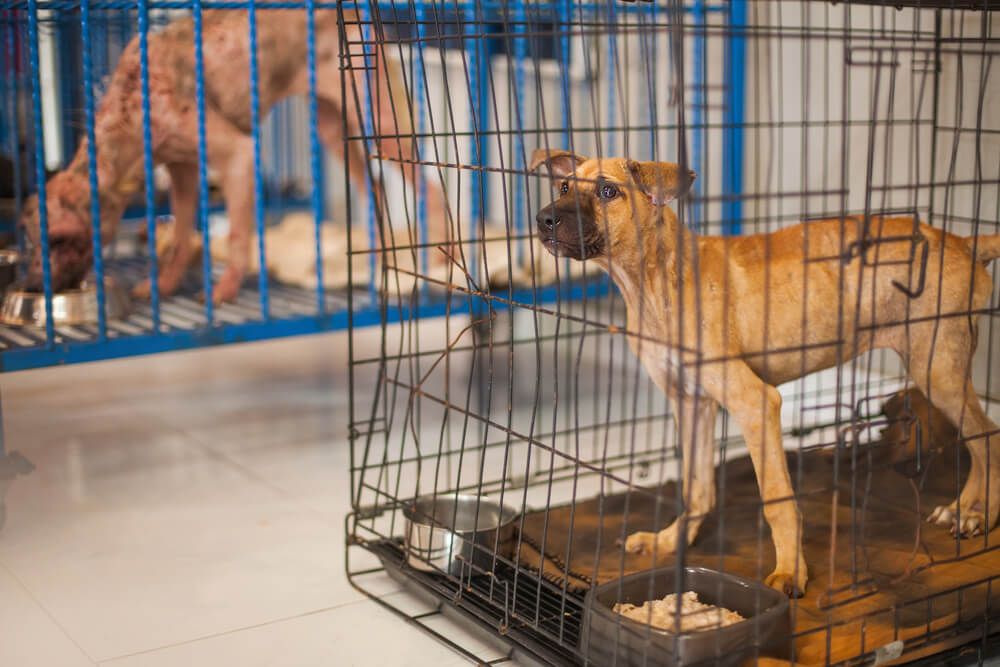 dog-eating-in-the-shelter-