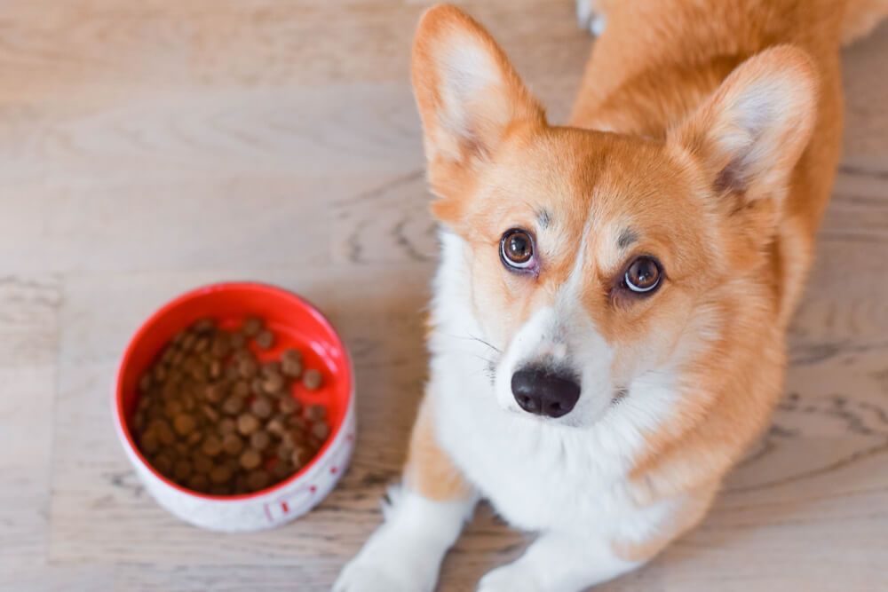 dog-with-bowl-of-kibble