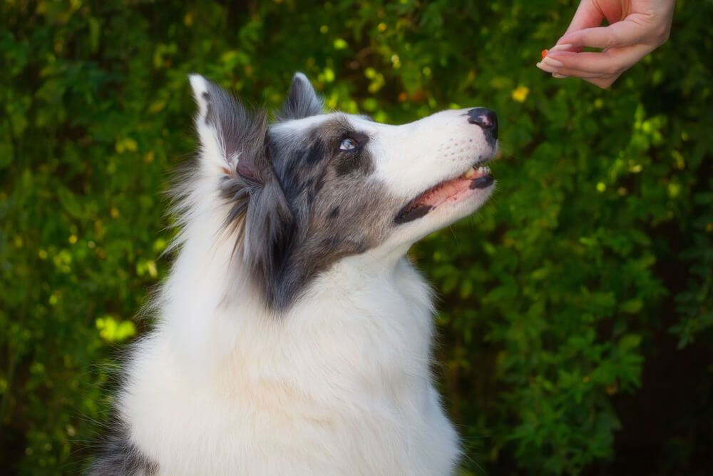 dog-takes-a-treat-from-their-owners-hand-