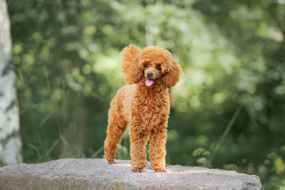Poodle-dog-outdoors-