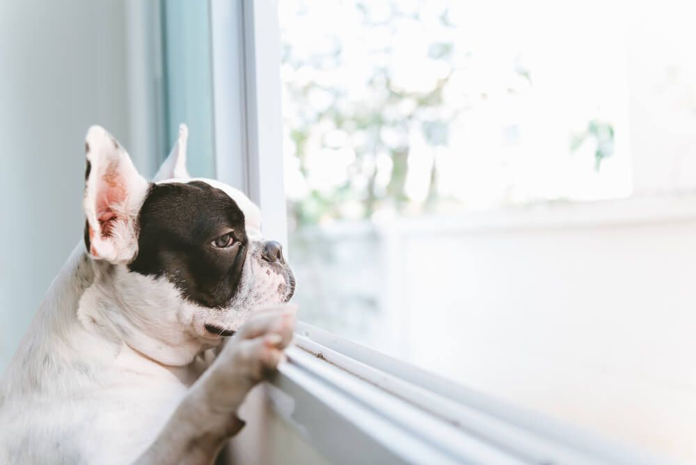 3 Signs Your Dog is Bored (And What to Do About It) - Puppy Leaks