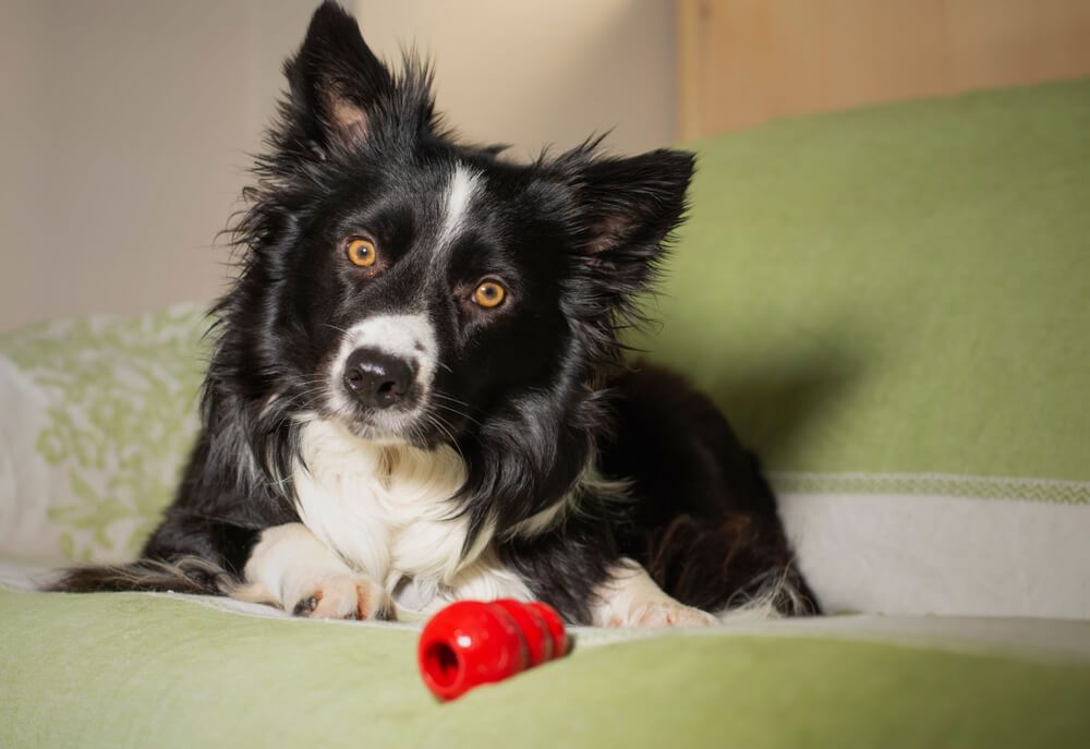 https://blog.myollie.com/wp-content/uploads/2021/12/cute-dog-tilts-head-while-sitting-on-green-sofa-with-red-dog-toy.jpg
