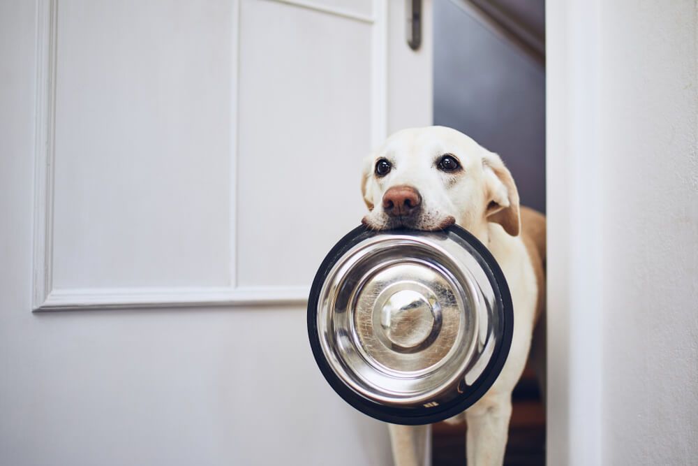 Dog-brings-bowl-to-owner-for-a-new-diet