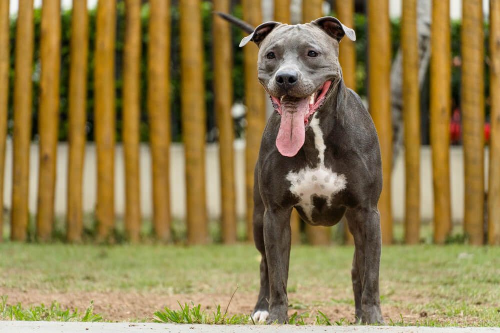 What is an ANGEL CITY pit bull?, Angel City Pit Bulls