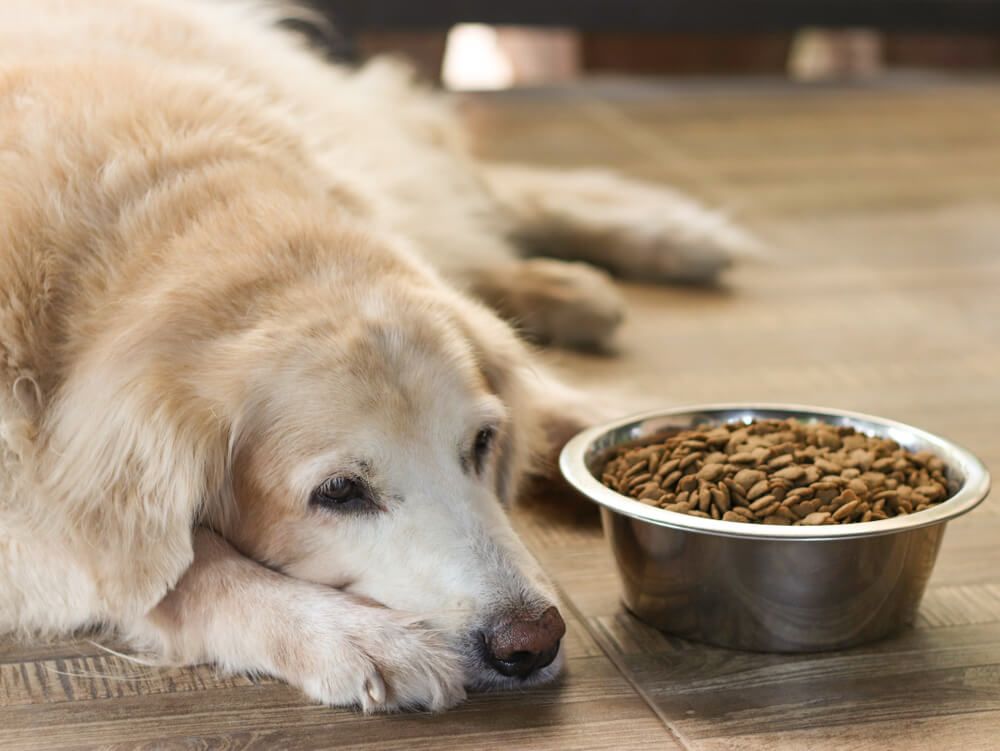dog-refusing-to-eat