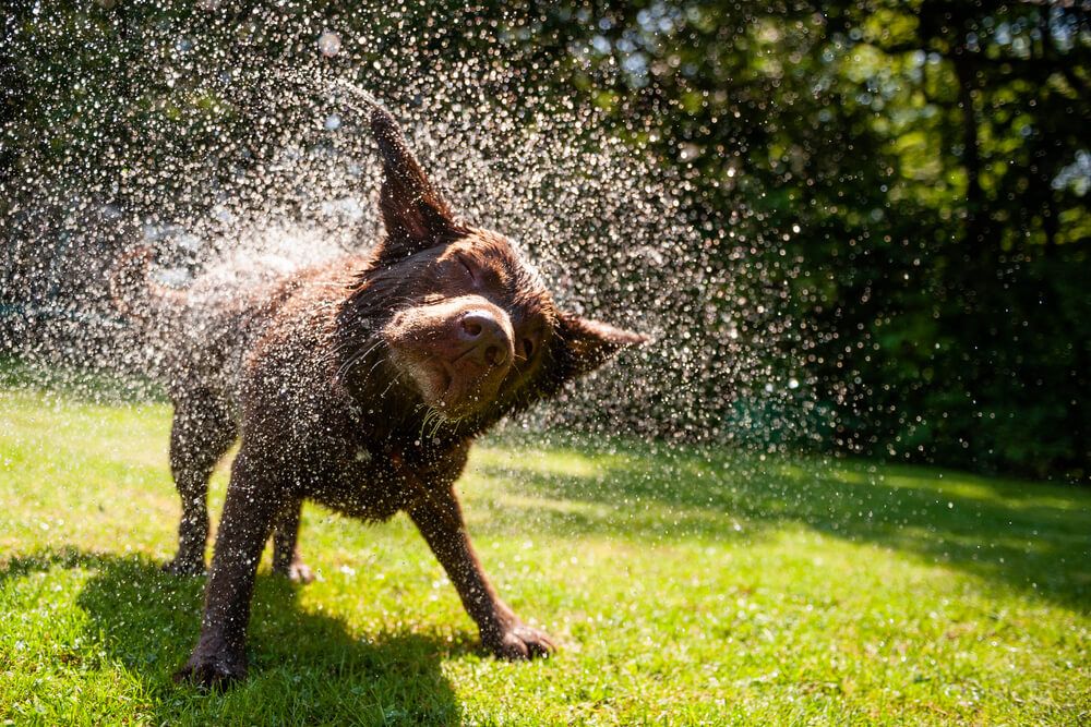dog-shaking-off-water-