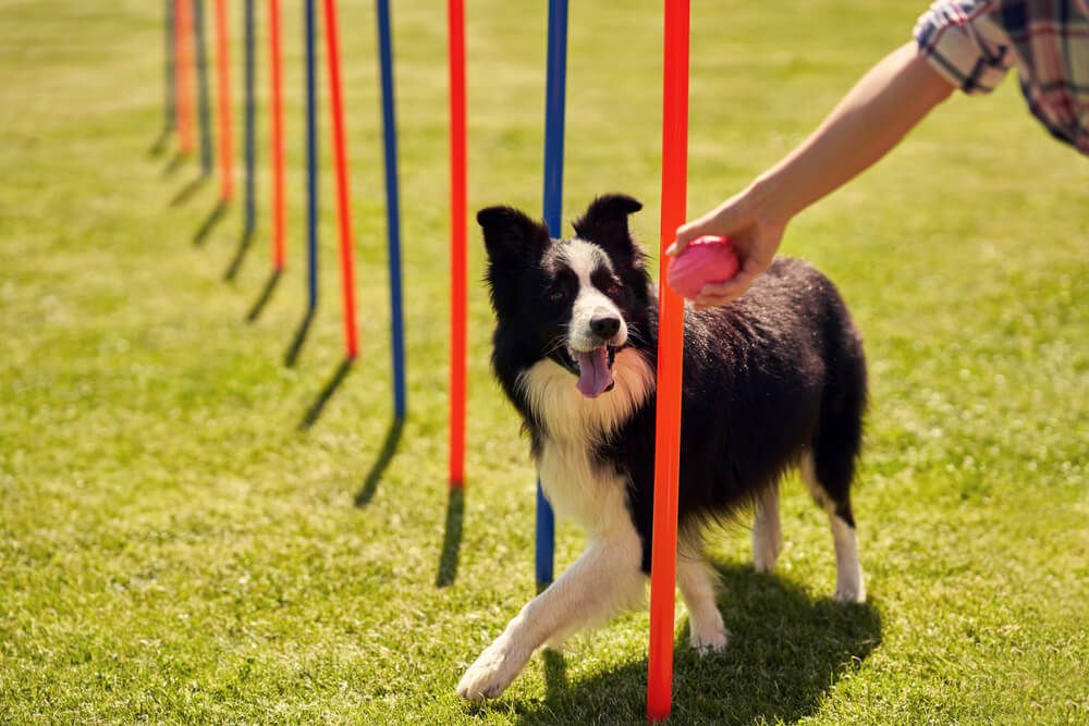 dog-trains-agility-weave-poles