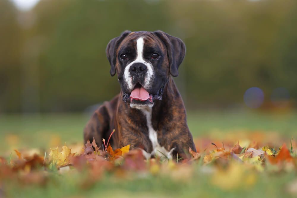 are boxers good with kids