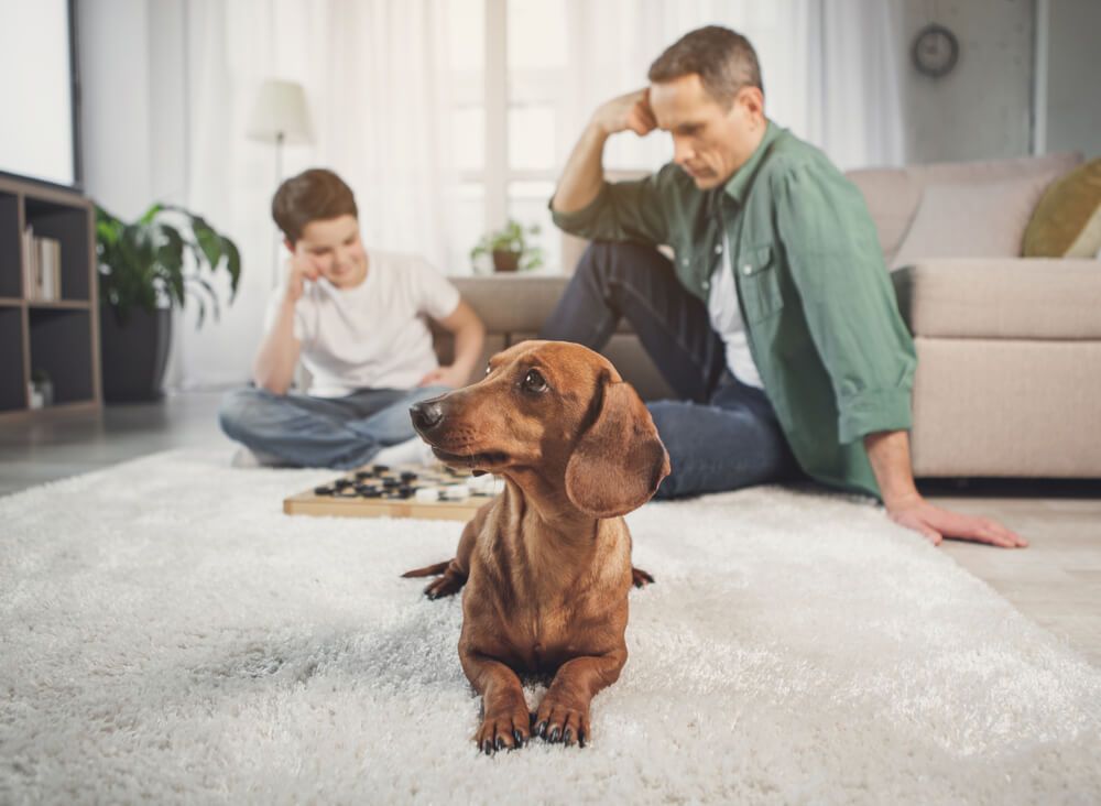 Dachshund-with-family-