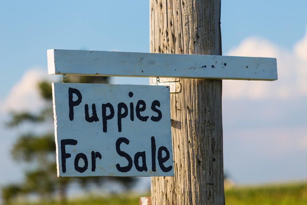 Puppies-for-sale-sign