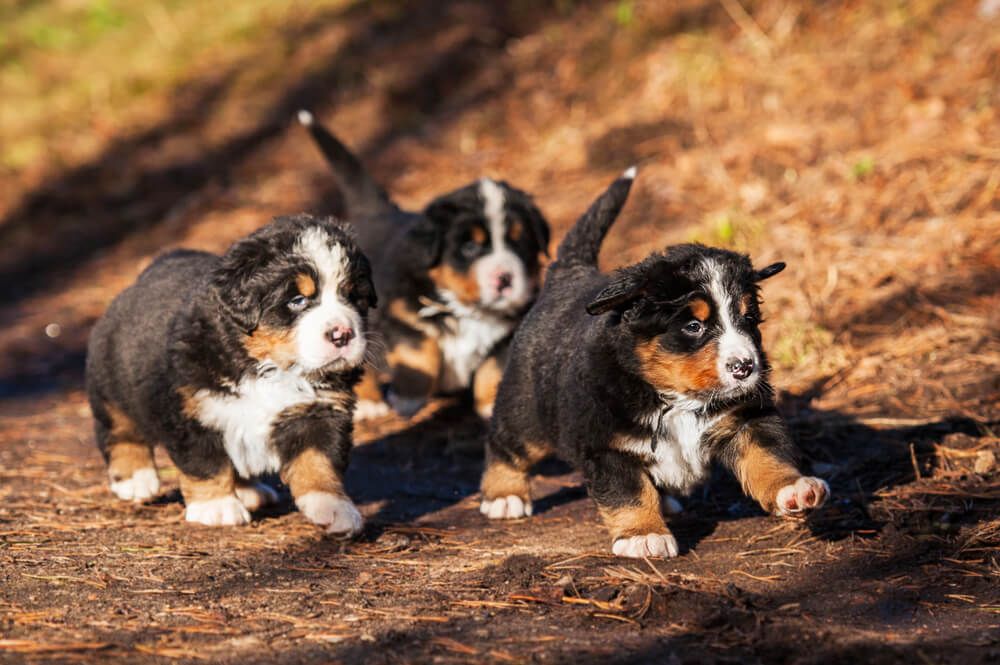 Puppies-play-and-socialize-while-waiting-for-their-new-homes-