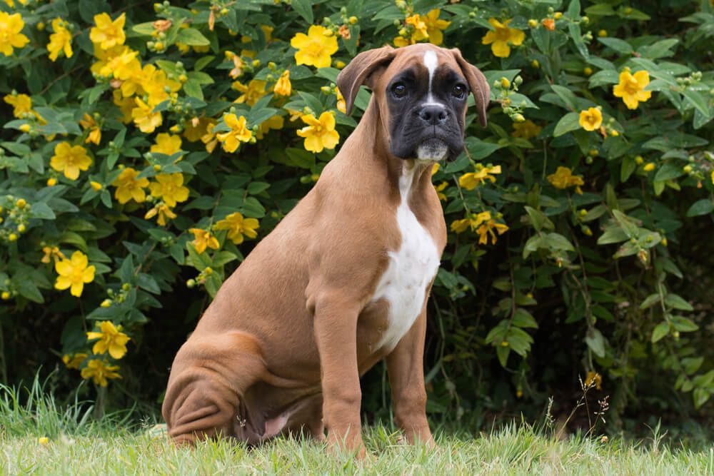 boxer-dog-sits-in-front-of-yellow-flowering-bush