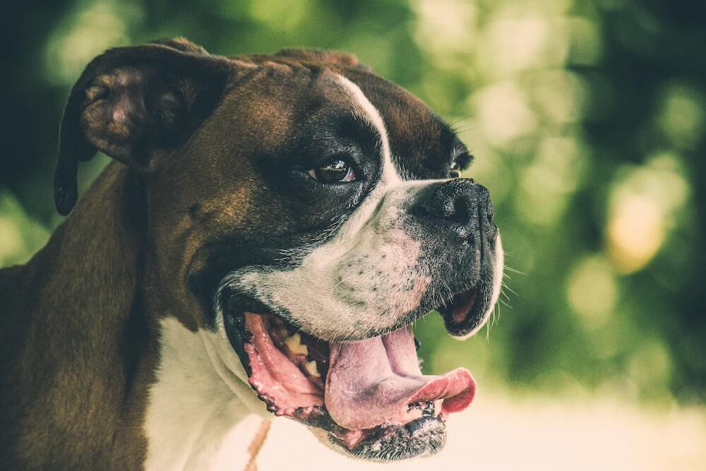are boxers good hiking dogs