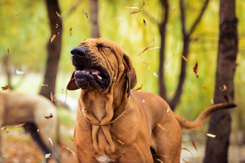Dog-Reverse-Sneezes-Due-to-Seasonal-Allergies