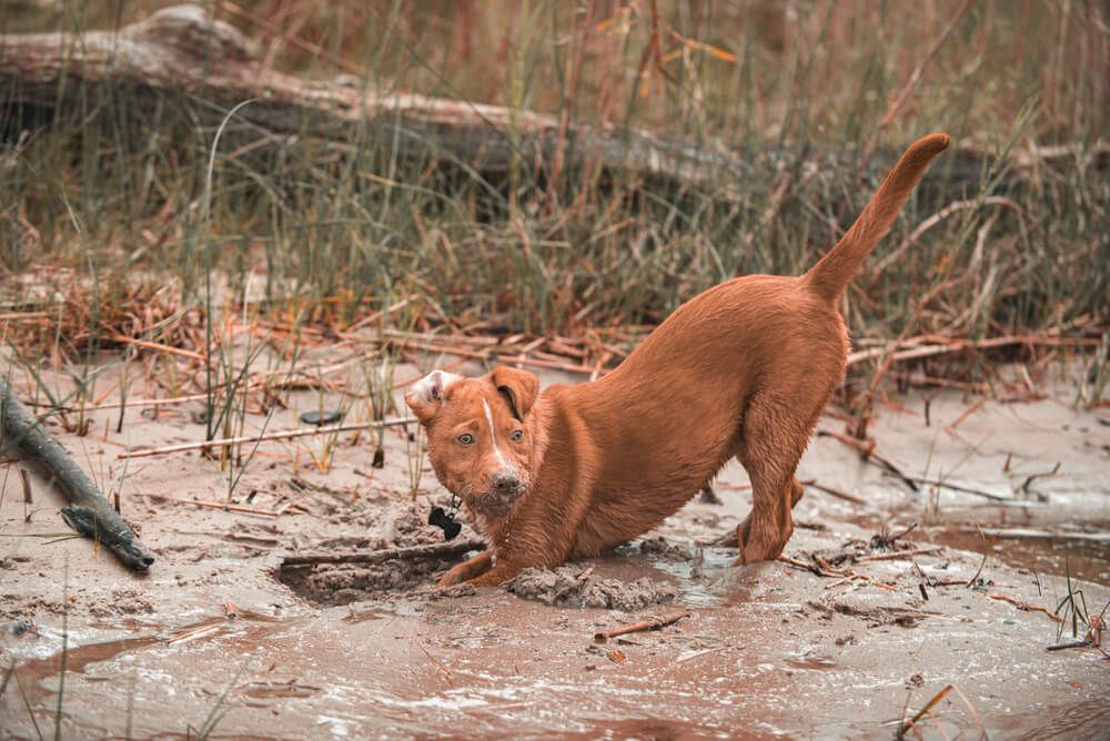 Dog-uses-its-feet-to-dig-in-the-mud